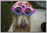 Many argue canine companions can offer comfort and ease worries. 