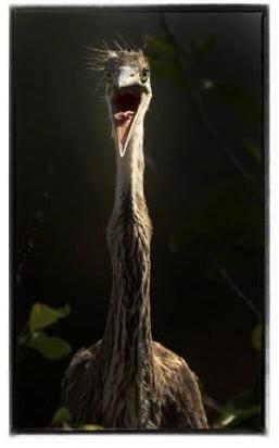  : Birding - small images of beauty : Oklahoma City Documentary Photographer 
