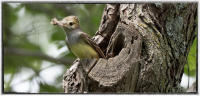 Yellow fly catcher