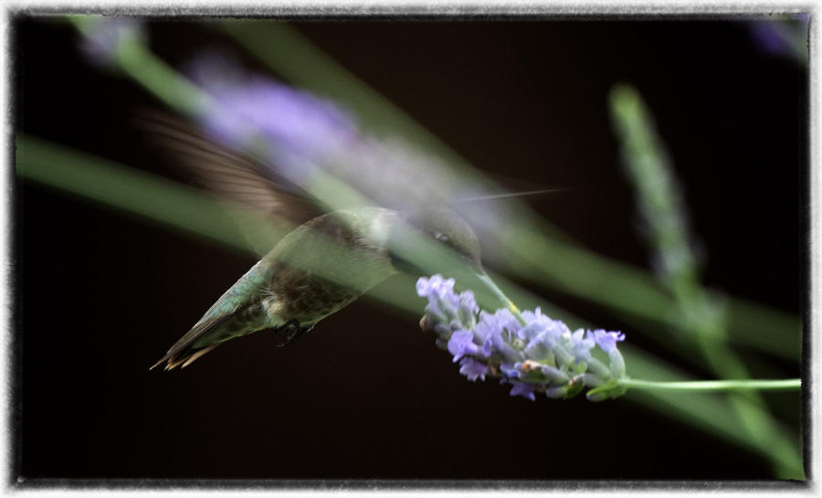 A hummingbird flies through a lavender plant.  : Birding - small images of beauty : Oklahoma City Documentary Photographer 