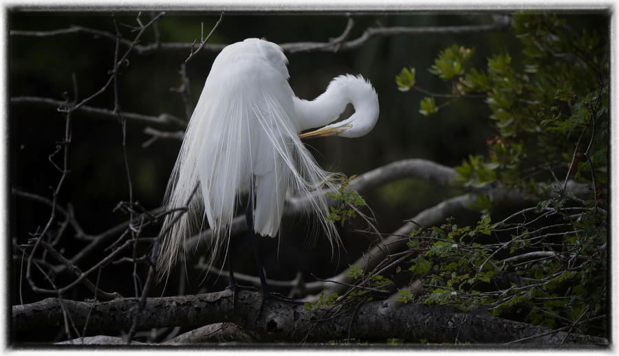 Egret : Birding - small images of beauty : Oklahoma City Documentary Photographer 