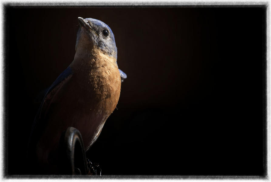 Blue bird. : Birding - small images of beauty : Oklahoma City Documentary Photographer 