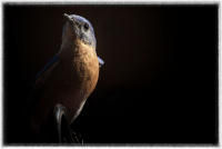 Blue bird.