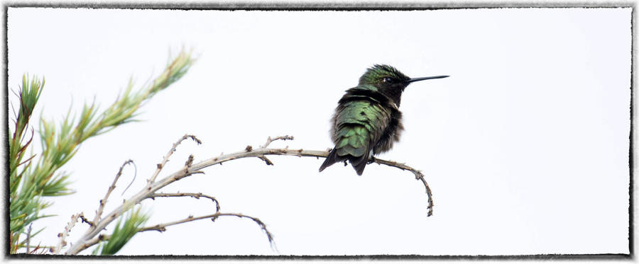 Hummingbird. : Birding - small images of beauty : Oklahoma City Documentary Photographer 