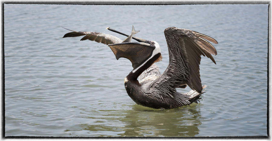 Pelican fishing.  : Birding - small images of beauty : Oklahoma City Documentary Photographer 