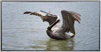 Pelican fishing. 