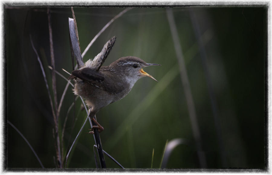 March wren.  : Birding - small images of beauty : Oklahoma City Documentary Photographer 