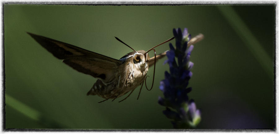 Hummingbird moth. : Birding - small images of beauty : Oklahoma City Documentary Photographer 
