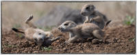 The prairie dogs wrestle like puppies. 