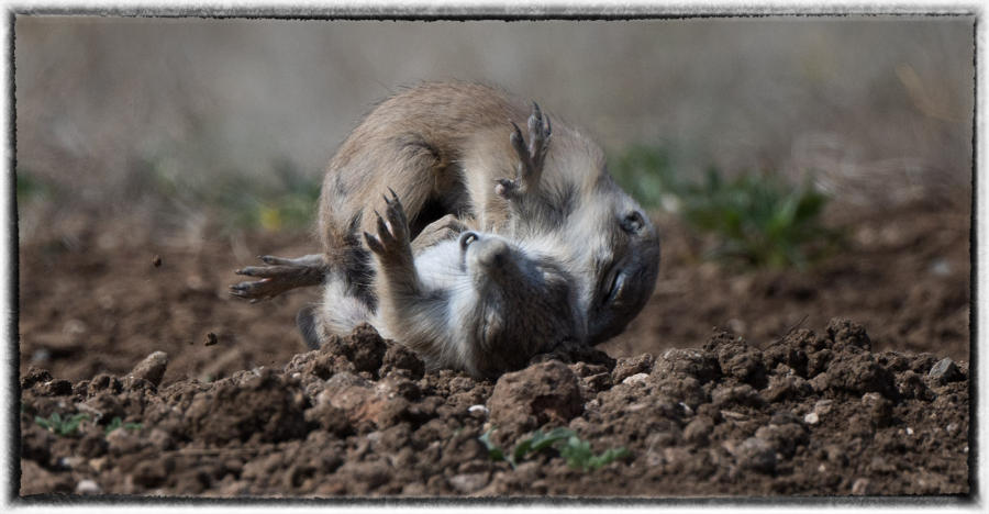 When you clean out prairie dogs you clean out many other wildlife animals.  : Bison & other vanishing  animals - renaissance : Oklahoma City Documentary Photographer 