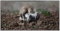 When you clean out prairie dogs you clean out many other wildlife animals. 