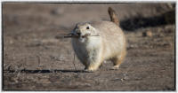 As prey they feed all manner of mammals and avian carnivores along with scavengers.