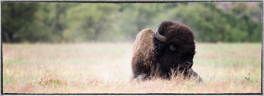 Tribes have received conservation buffalo from government agencies, non profit groups, and other tribes.  : Bison & other vanishing  animals - renaissance : Oklahoma City Documentary Photographer 
