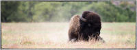 Tribes have received conservation buffalo from government agencies, non profit groups, and other tribes. 