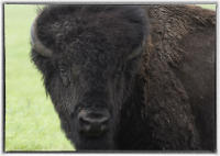 During the 1800s, North America had an estimated 60 millions plains bison. 