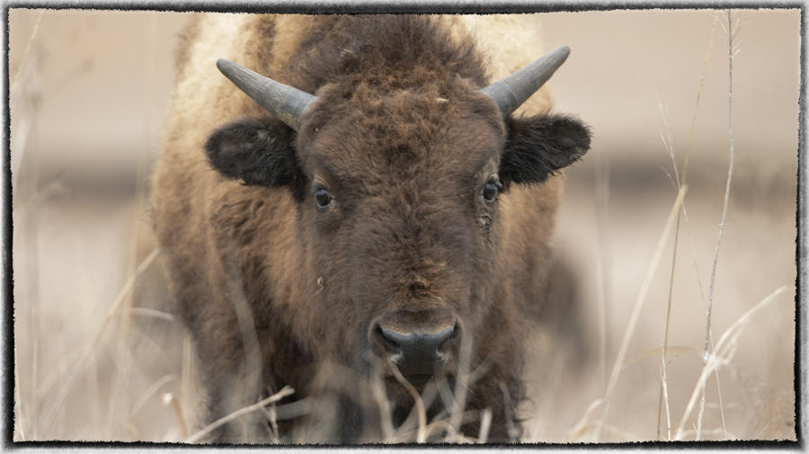During a 1871 hunt "Buffalo Bill" Cody told a group of government sponsored hunters, "Kill every buffalo you can! Every buffalo dead is an Indian gone." : Bison & other vanishing  animals - renaissance : Oklahoma City Documentary Photographer 