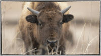 During a 1871 hunt "Buffalo Bill" Cody told a group of government sponsored hunters, "Kill every buffalo you can! Every buffalo dead is an Indian gone."