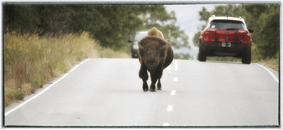 In Oklahoma, the Yuchi identity with the bison in part because they, two, were targeted for extinction but survived. The Yuchi is the only federally non-recognized tribe in the state.  : Bison & other vanishing  animals - renaissance : Oklahoma City Documentary Photographer 
