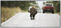 In Oklahoma, the Yuchi identity with the bison in part because they, two, were targeted for extinction but survived. The Yuchi is the only federally non-recognized tribe in the state. 