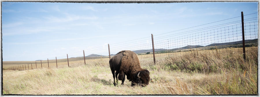 Interior Secretary Deb Harland earmarked $25 million to help with tribal bison restoration.  : Bison & other vanishing  animals - renaissance : Oklahoma City Documentary Photographer 