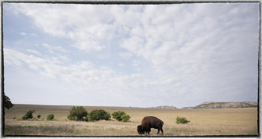 By there late 1880s, there were only 281 plains bison left. The Native population dropped to less than 300,000.  : Bison & other vanishing  animals - renaissance : Oklahoma City Documentary Photographer 