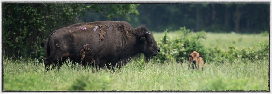 Today only about 420,000 remain in commercial herds and another 20,000 or so are in "conservation herds".  : Bison & other vanishing  animals - renaissance : Oklahoma City Documentary Photographer 