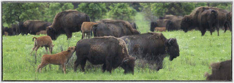 Colossal herds of bison won't roam North America again, anytime soon.  : Bison & other vanishing  animals - renaissance : Oklahoma City Documentary Photographer 