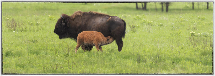 The buffalo/bison support a huge range of other species, including migratory birds that feed off the insects that thrive on bison dung.  : Bison & other vanishing  animals - renaissance : Oklahoma City Documentary Photographer 