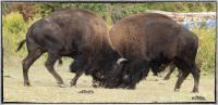 Yuchi tribal leaders say "Our people were kicked out, forced out of the tribal homes and moved to Oklahoma, but we brought our ceremonial fires with us. We have been signing the buffalo dance song every summer solstice for the last 200 years'.