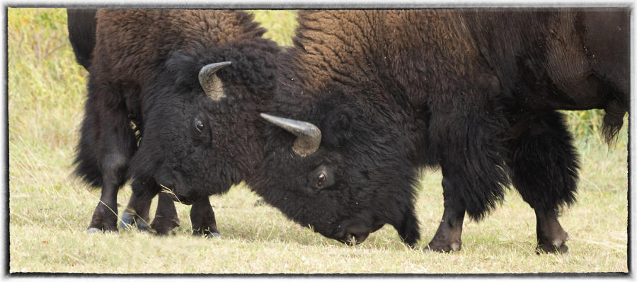 For many tribes, the buffalo are sacred animals that nourished their people and played an important ceremonial role. : Bison & other vanishing  animals - renaissance : Oklahoma City Documentary Photographer 