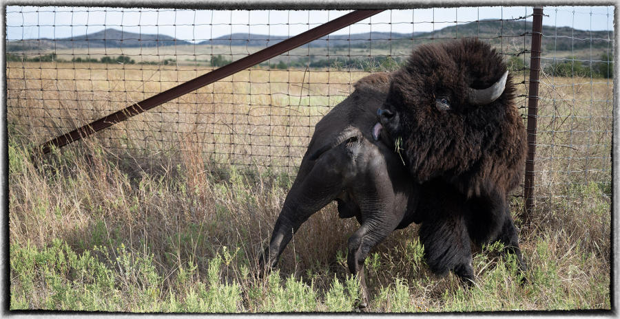 For the Europeans, the bison was a commodity. And later, Americans massacred them by the millions in organized hunts. The government gave hunters ammo to kill the bison with. : Bison & other vanishing  animals - renaissance : Oklahoma City Documentary Photographer 