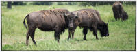 Reintroducing bison as a food source has been essential within tribal lands. Indigenous people have the highest rate of diabetes. Now many tribes have put lean buffalo meat into school lunches.