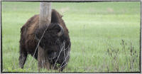 President Theodore Roosevelt, in 1907, ordered federal bison herds to be in federal parks, in order to save the species. When he established the Wichita Mountains Wildlife Refuge, 15 buffalo from the New York City zoo were shipped to Oklahoma.