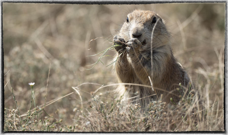 Prairie dogs are ground squirrels that sound and act like dogs. They bark, sit erect, wag their tails. : Bison & other vanishing  animals - renaissance : Oklahoma City Documentary Photographer 