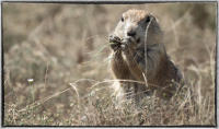 Prairie dogs are ground squirrels that sound and act like dogs. They bark, sit erect, wag their tails.