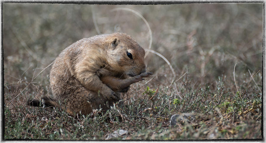 Other animals use their tunnels as shelter. At least 150 other species benefit from prairie dogs.  : Bison & other vanishing  animals - renaissance : Oklahoma City Documentary Photographer 