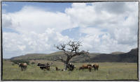 Experts estimate more than 10 million Texas longhorns were driven north to be sold in markets between 1866 and 1890.