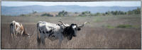The aftershocks were were felt in Oklahoma, where old cattlemen like William Drummond recognized  the longhorn was becoming a ghost of the past. 