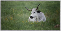 Drummond, a forest ranger in the Oklahoma preserve, introduced the idea of the saving the purebred longhorn in the Wichita Mountains. 
