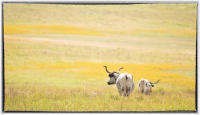 In August 1927, three bulls, 20 cows and two heifers, two bull calves and three show steers were shipped to Oklahoma. 