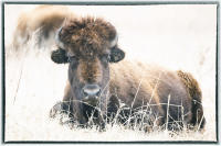 The Intertribal Buffalo Council, a group of 80 tribes, transferred 5,000 bison to tribes. 
