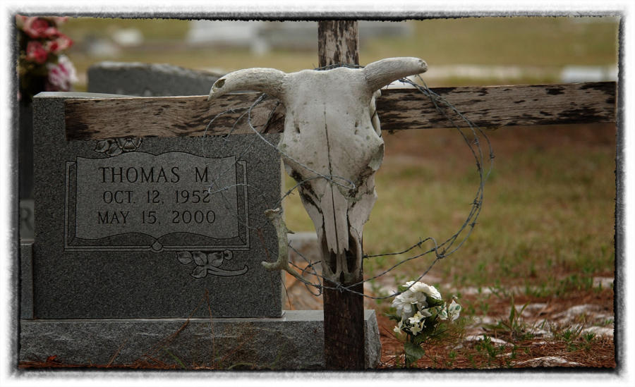 Oklahoma saved the Texas Longhorn.  : Bison & other vanishing  animals - renaissance : Oklahoma City Documentary Photographer 