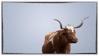 In Texas, where old timers had experienced cattle drives, a heartfelt sympathy for the vanishing breed began to ripple across the region. 