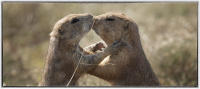 They exchange "kisses" with jaws agape. 