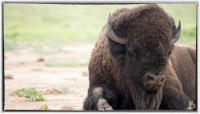 A mass bison slaughter began in the late 1700s. Millions were killed and buffalo were brought to the edge of extinction.