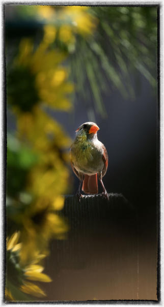 Cardinal : Birding - small images of beauty : Oklahoma City Documentary Photographer 