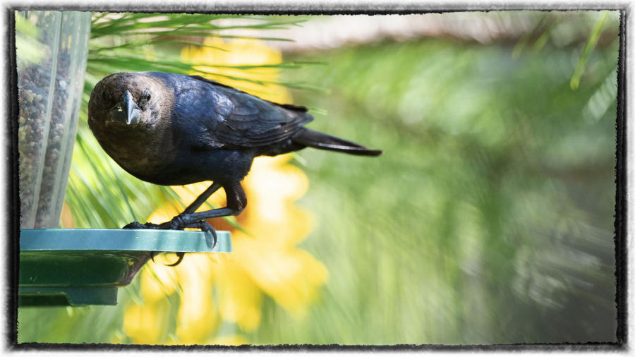Cowbird : Birding - small images of beauty : Oklahoma City Documentary Photographer 