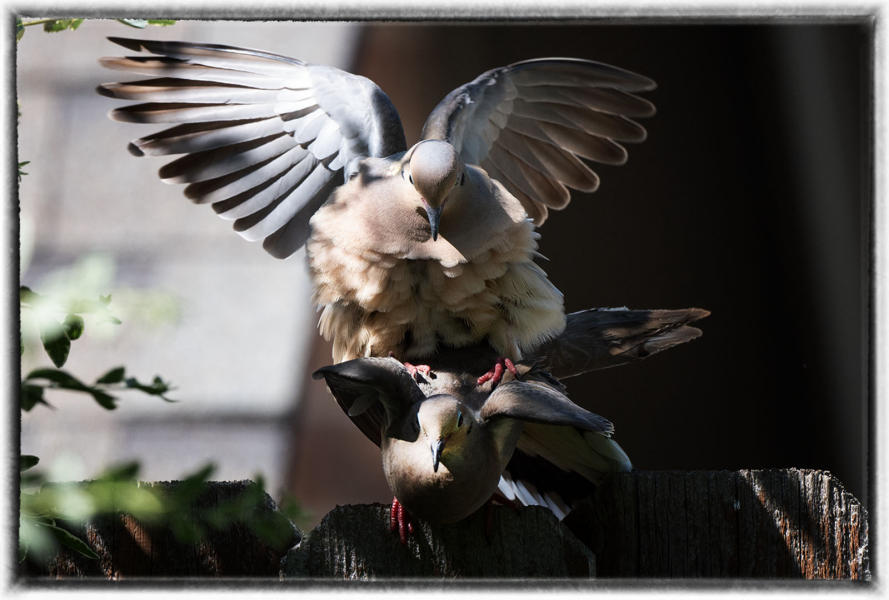 Doves : Birding - small images of beauty : Oklahoma City Documentary Photographer 