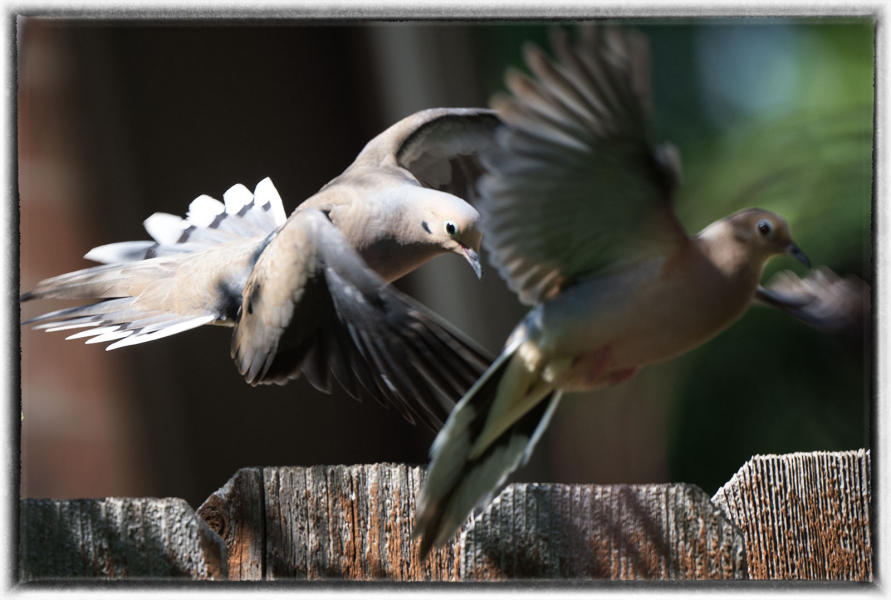 Doves : Birding - small images of beauty : Oklahoma City Documentary Photographer 