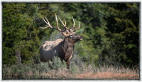 Today, officials estimate there are 5,000 elk in the state.